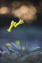 Cyclamen-flowered daffodil (Narcissus cyclamineus) with light reflections