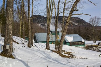 Sugarhouse in spring with buckets on Maple trees