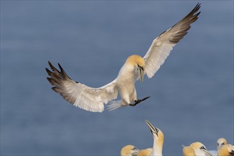 Northern gannet (Morus bassanus) on approach