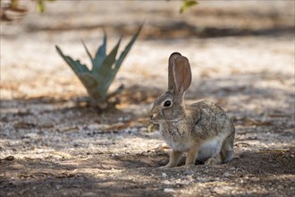 Desert cottontail (Sylvilagus audubonii) is sitting in the shade