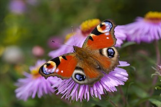Peacock butterfly (Aglais io) on blossom of Aster