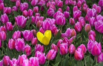 Single yellow tulip in a field of pink tulips