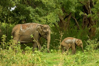 Sri Lankan elephants (Elephas maximus maximus)