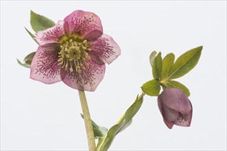Rosy lenten roses (Helleborus orientalis)