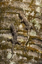 Two house geckos (Hemidactylus mercatorius) camouflaged on tree bark