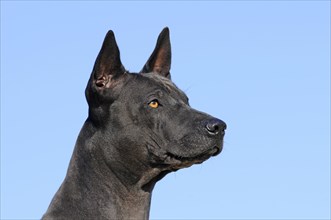 Thai Ridgeback