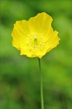 Yellow Iceland Poppy (Papaver nudicaule)