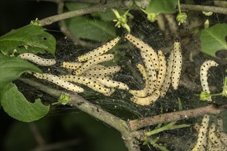 Caterpillars of the European spindle spirit moth (Yponomeuta cagnagella) in their web on the shrub (Euonymus europaeus)