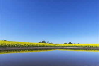 Blooming Rapefield (Brassica napus) is reflected in a Kettle hole