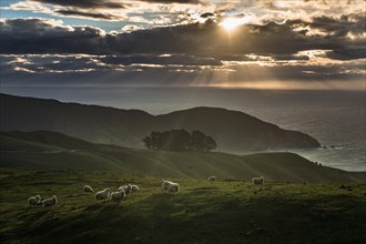 Sheep on pasture at evening mood