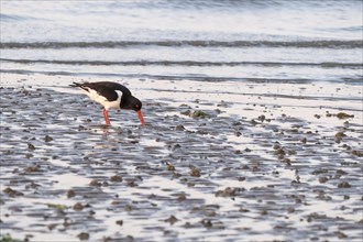Eurasian oystercatcher (Haematopus ostralegus) looking for food in the mud