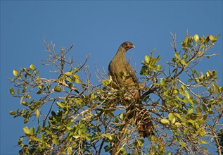 Chaco chachalaca (Ortalis canicollis)