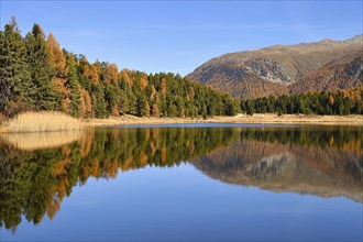 Autumnally coloured larch forest reflected in Lake Stazersee