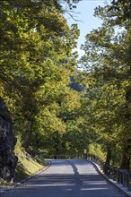 Road through chestnut grove