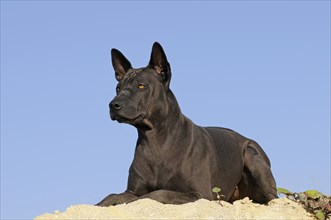 Thai Ridgeback