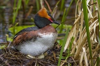 Horned Grebe (Podiceps auritus) sits on clutch