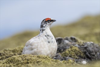 Rock Ptarmigan (Lagopus muta)