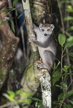 Crowned lemur (Eulemur coronatus) climbs on tree