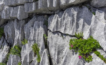 Almrausch (Rhododendron hirsutum) grows in crevice