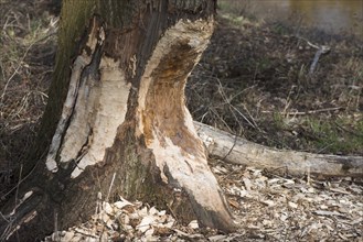 Feeding marks of European beaver (Castor Fiber) on the trunk of an oak (Quercus robur)