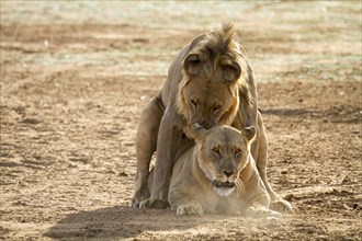 Lions (Panthera leo) during mating