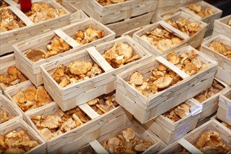 Fresh Chanterelles (Cantharellus cibarius) in baskets on a market stall