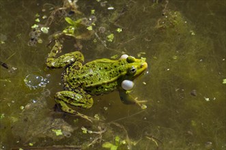 Green frog (Rana esculenta) with inflated vocal sacs in water