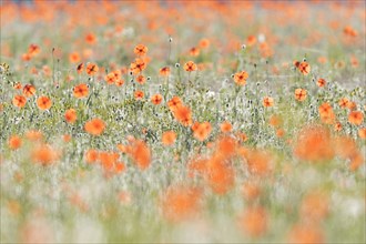 Sand poppy (Papaver argemone)