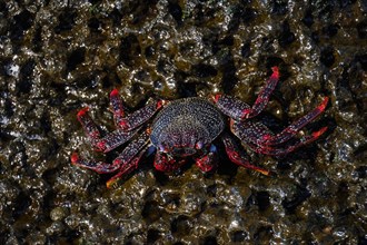 Red rock crab (Grapsus adscensionis) on wet rock