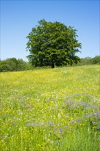 Common beech (Fagus sylvatica) stands in blossoming meadow