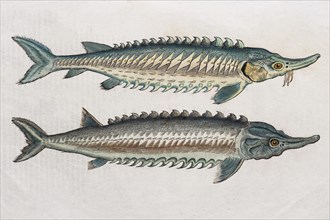 Sturgeons (Acipenseridae)