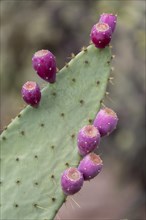 Engelmann's Prickly Pear (Opuntia engelmannii) with pink cactus fruits
