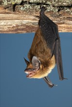 Big brown bat (Eptesicus fuscus) ready to take off