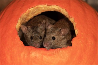 Two House mice (Mus musculus)