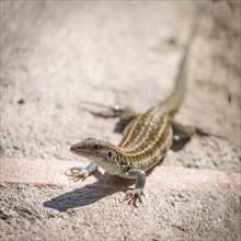 Desert spiny lizard (Sceloporus magister)