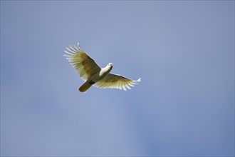 Sulphur-crested cockatoo (Cacatua galerita)