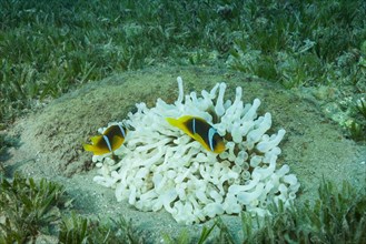 Red Sea Anemonefish (Amphiprion bicinctus) and White albinism Bubble anemone (Entacmaea quadricolor)