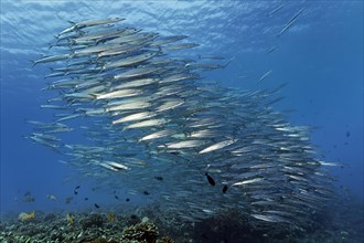 Swarm Obtuse barracudas (Sphyraena obtusata)