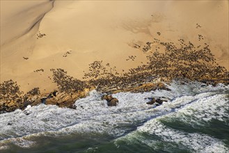 Cape Fur Seal (Arctocephalus pusillus) colony at the coast of the Namib Desert