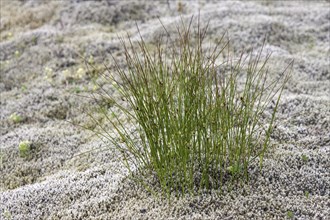 Grass tuft grows between Elongated Rock Moss (Racomitrium elongatum)