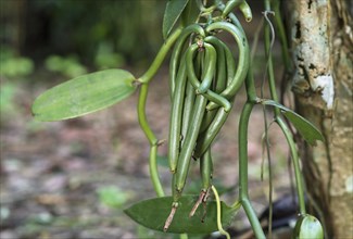 Green sheets of flat-leaved vanilla (Vanilla planifolia)