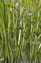 Flower stalk water archer (Sagittaria sagittifolia)