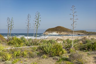 Agaves on the beach by the sea