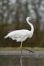 Great egret (Ardea alba)