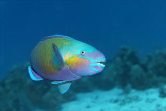 Bullethead parrotfish (Chlorurus sordidus)