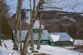 Sugarhouse in spring with buckets on Maple trees