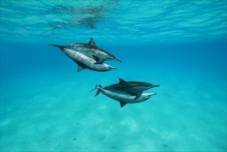 Mating of two pairs Spinner Dolphins (Stenella longirostris)