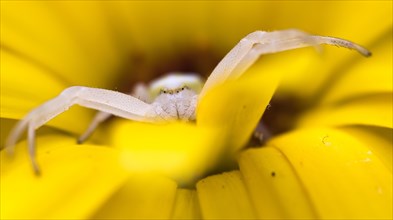 Goldenrod crab spider (Misumena vatia) in lurking position on yellow flower