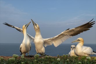 Northern gannets (Morus bassanus)