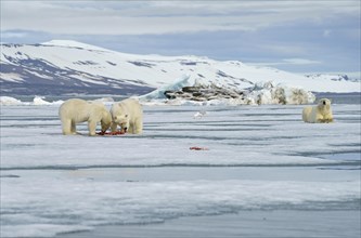 Polar bears (Ursus maritimus)